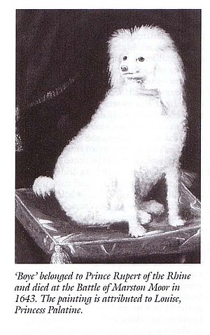 Boye, Prince Rupert's Poodle