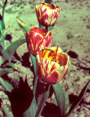 TBVtulip